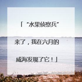 “水果侦察兵”来了，我在六月的威海发现了它！