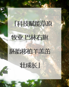 科技赋能草原牧业 巴林右旗胚胎移植羊羔茁壮成长