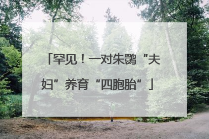 罕见！一对朱鹮“夫妇”养育“四胞胎”