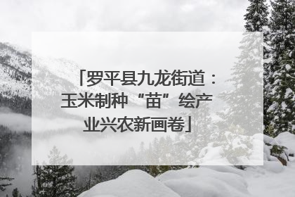 罗平县九龙街道：玉米制种“苗”绘产业兴农新画卷