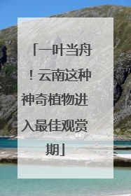 一叶当舟！云南这种神奇植物进入最佳观赏期