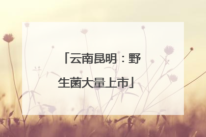 云南昆明：野生菌大量上市