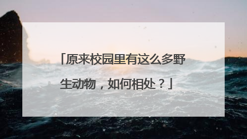 原来校园里有这么多野生动物，如何相处？