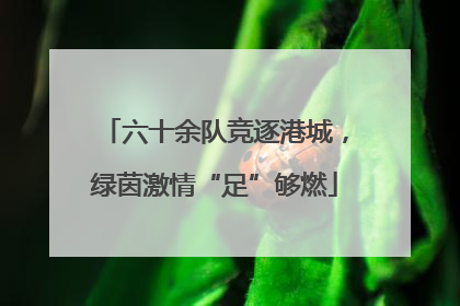 六十余队竞逐港城，绿茵激情“足”够燃
