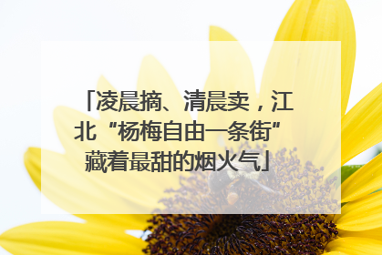 凌晨摘、清晨卖，江北“杨梅自由一条街”藏着最甜的烟火气