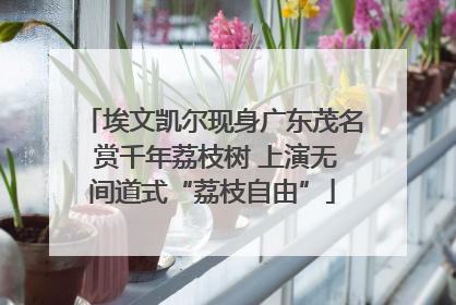 埃文凯尔现身广东茂名 赏千年荔枝树 上演无间道式“荔枝自由”