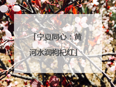 宁夏同心：黄河水润枸杞红