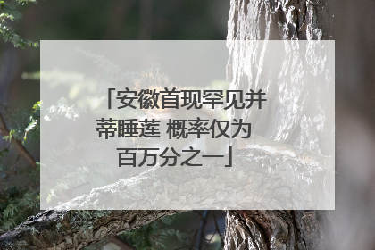 安徽首现罕见并蒂睡莲 概率仅为百万分之一