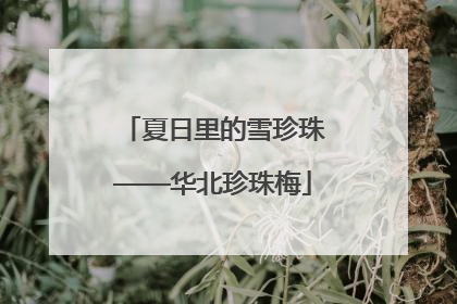 夏日里的雪珍珠——华北珍珠梅