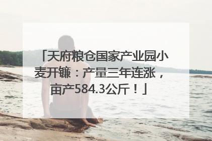 天府粮仓国家产业园小麦开镰：产量三年连涨，亩产584.3公斤！