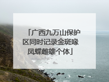 广西九万山保护区同时记录金斑喙凤蝶雌雄个体