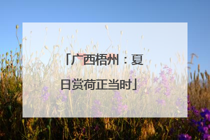 广西梧州：夏日赏荷正当时