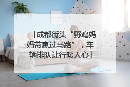 成都街头“野鸡妈妈带崽过马路”，车辆排队让行暖人心