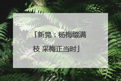 新晃：杨梅缀满枝 采梅正当时