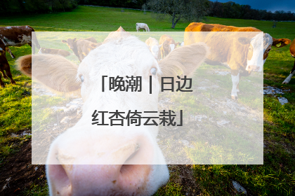 晚潮｜日边红杏倚云栽