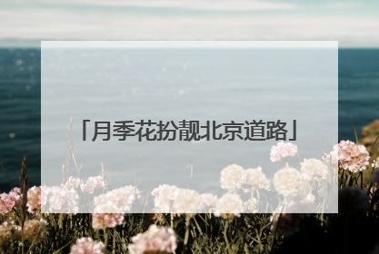 月季花扮靓北京道路