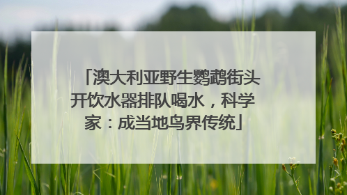 澳大利亚野生鹦鹉街头开饮水器排队喝水，科学家：成当地鸟界传统