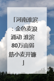 河南淮滨：金色麦浪涌动 淮滨80万亩弱筋小麦开镰