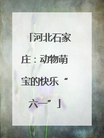 河北石家庄：动物萌宝的快乐“六一”