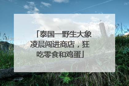 泰国一野生大象凌晨闯进商店，狂吃零食和鸡蛋
