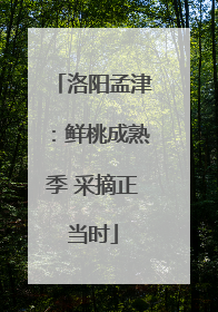 洛阳孟津：鲜桃成熟季 采摘正当时
