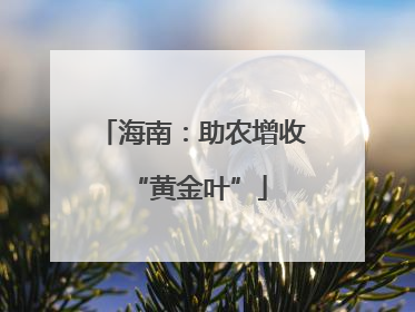 海南：助农增收 “黄金叶”