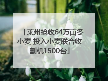 莱州抢收64万亩冬小麦 投入小麦联合收割机1500台