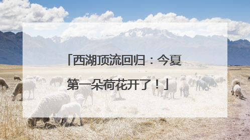 西湖顶流回归：今夏第一朵荷花开了！