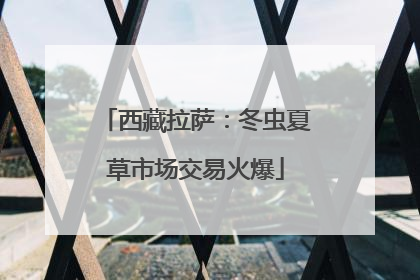 西藏拉萨：冬虫夏草市场交易火爆