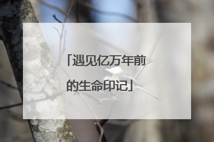 遇见亿万年前的生命印记
