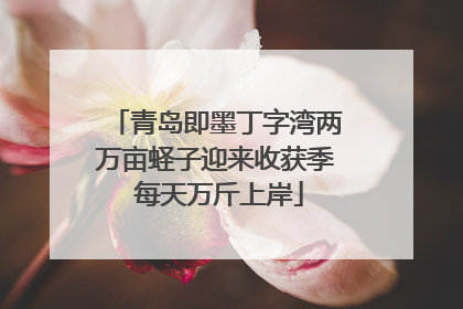 青岛即墨丁字湾两万亩蛏子迎来收获季 每天万斤上岸