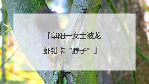 阜阳一女士被龙虾钳卡“脖子”