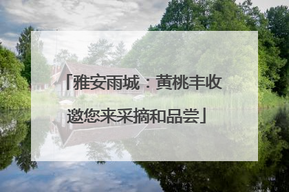 雅安雨城：黄桃丰收 邀您来采摘和品尝