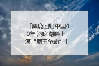 麋鹿回归中国40年 洞庭湖畔上演“鹿王争霸”