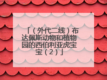 （外代二线）布达佩斯动物和植物园的西伯利亚虎宝宝（2）